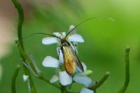 Adela reaumurella
