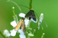 Adela reaumurella