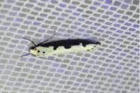 Ethmia bipunctella