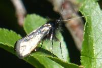 Adela reaumurella