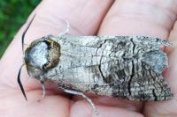 Cossus cossus
