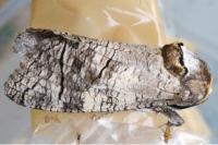Cossus cossus