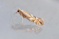 Phyllonorycter