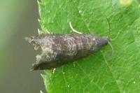 Grapholita