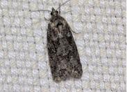 Cnephasia