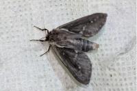 Korscheltellus lupulinus