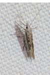 Ypsolopha