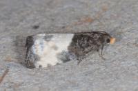 Notocelia cynosbatella