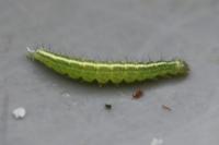 Ypsolopha scabrella