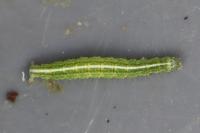 Ypsolopha scabrella