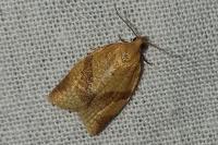 Clepsis consimilana