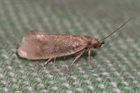 Eriocottis fuscanella