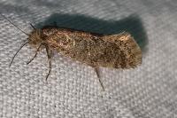Eriocottis fuscanella