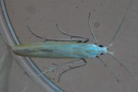 Coleophora