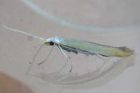 Coleophora