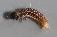 Tortricodes alternella