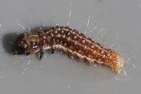 Tortricodes alternella