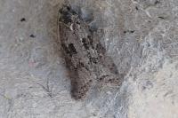 Cnephasia