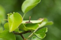 Coleophora hemerobiella