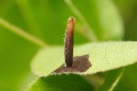 Coleophora hemerobiella