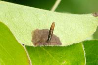 Coleophora hemerobiella