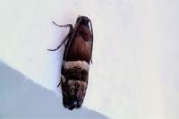 Pammene juniperana