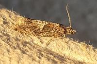 Epinotia immundana