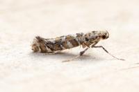 Gracillaria syringella