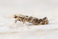 Gracillaria syringella