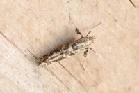 Gracillaria syringella