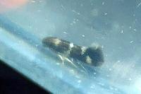 Stephensia brunnichella