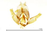 Stephensia brunnichella