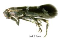 Stephensia brunnichella
