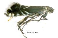 Glyphipterix simpliciella