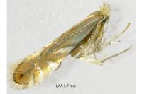 Phyllonorycter quercifoliella