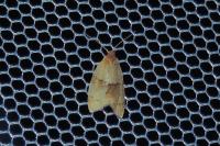 Clepsis rurinana