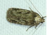 Depressaria ultimella