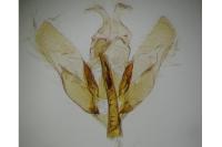 Depressaria ultimella
