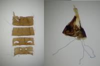 Dyseriocrania subpurpurella