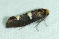 Incurvaria masculella