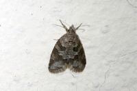 Cnephasia stephensiana