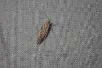 Pyroderces argyrogrammos