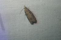 Acroclita subsequana