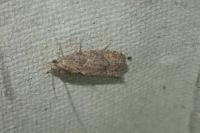 Acroclita subsequana