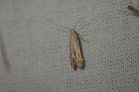 Metzneria lappella
