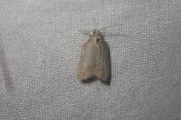 Isotrias stramentana