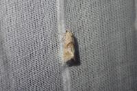 Cochylimorpha straminea