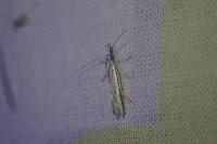Pleurota ericella
