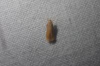 Tischeria