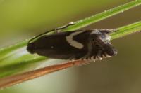 Grapholita lunulana
